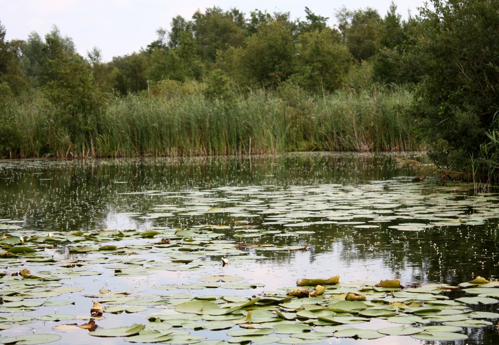 Camomba in Tienhovense plassen
